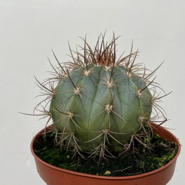 Melocactus azureus